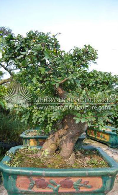Myrtus bonsai 3